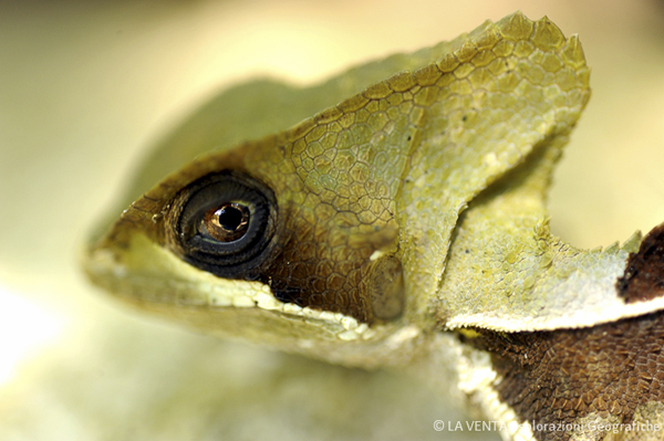Mimetismo (foto Luca Sgamellotti)